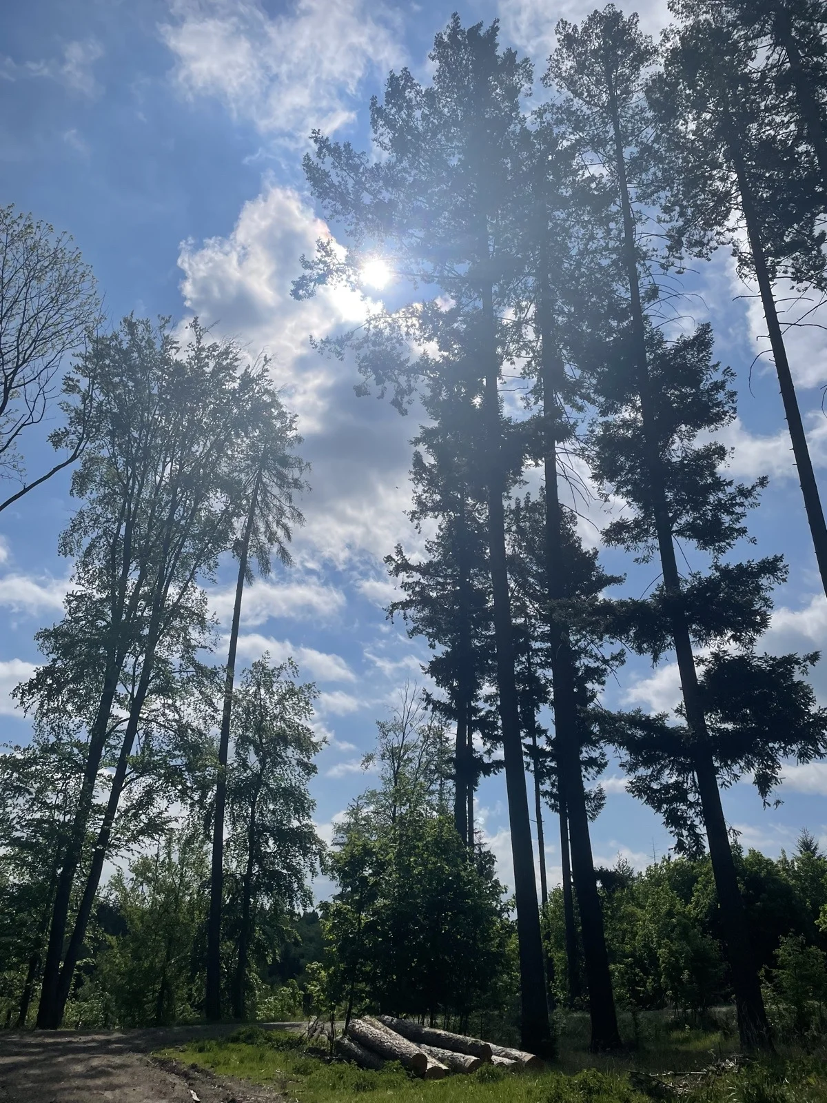 kurimska 50